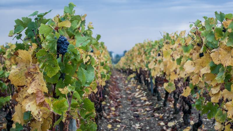 Jour 1 : Balade dans les vignes de Patrimonio avec Paul et dégustation de vin