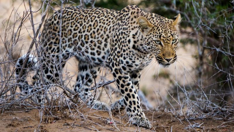 Jour 3 : Safari au parc Kruger
