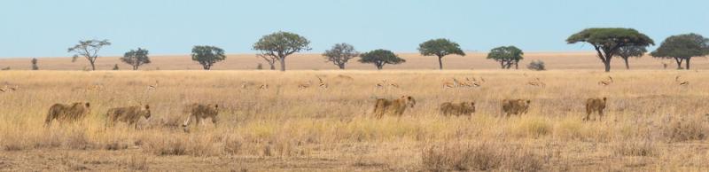 Jour 8 – Safari au Manyeleti