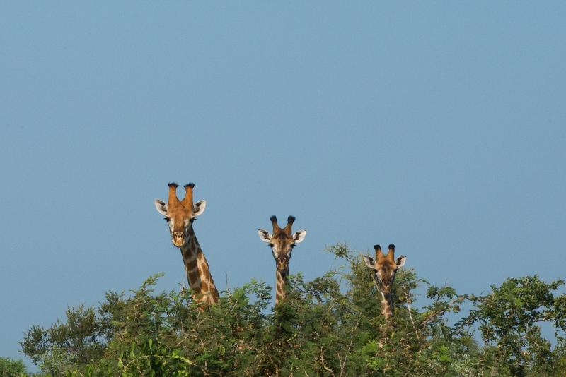 Jour 6 – Safari au parc Kruger