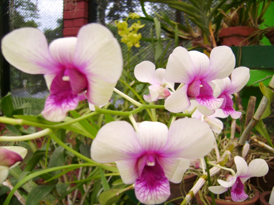 orchidées sauvages