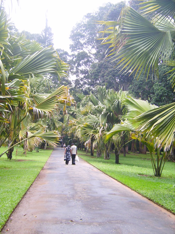 le jardin botanique de Peradeniya tout près de Kandy