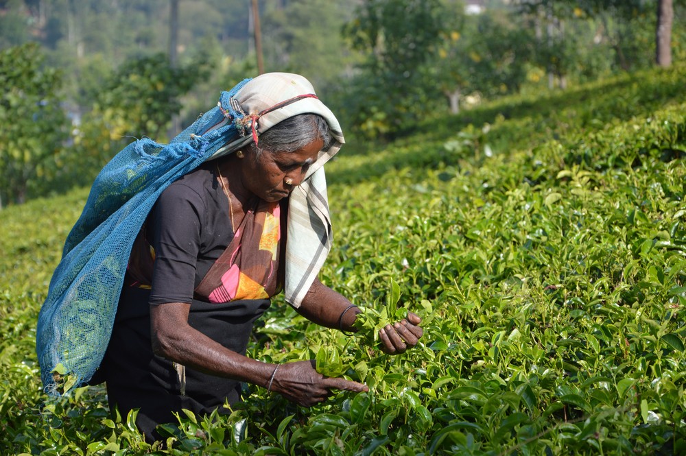 plantations de thé au Sri Lanka