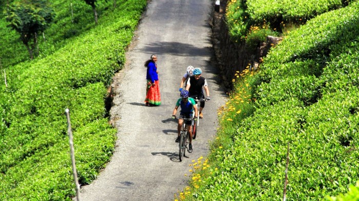 Les plantations de thé au Sri Lanka