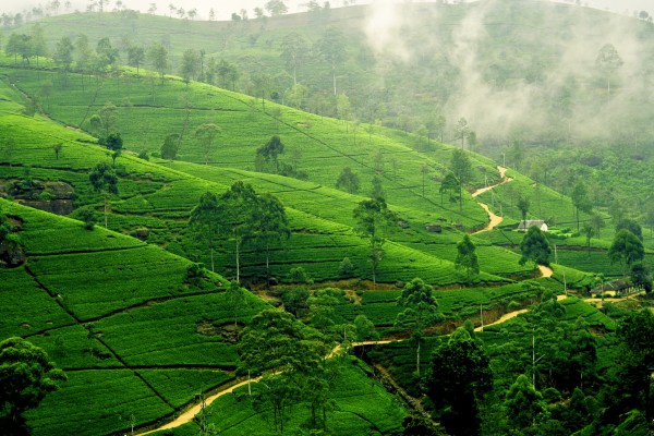 Les plantations de thé au Sri Lanka