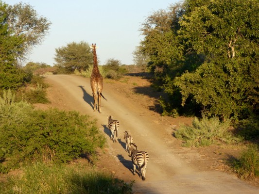Les safaris dans le Parc Kruger
