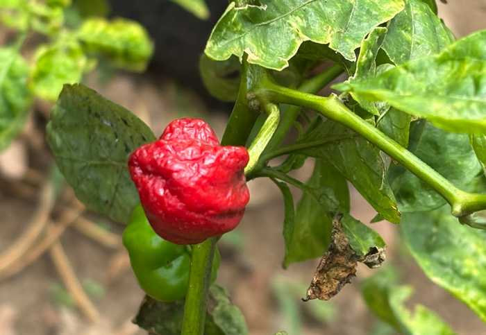sri lanka piment 3.jpg