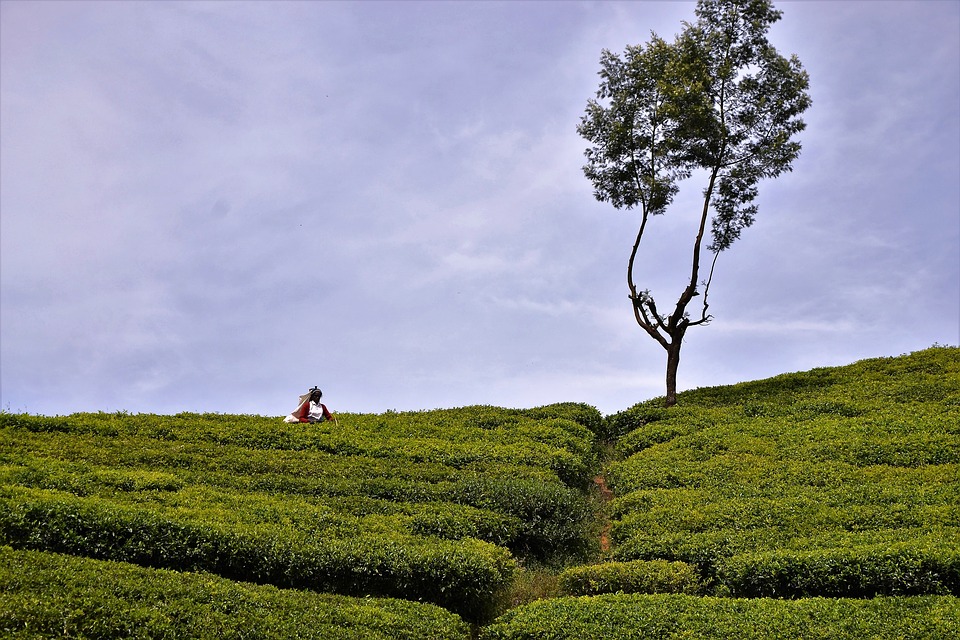 plantations de thé au Sri Lanka
