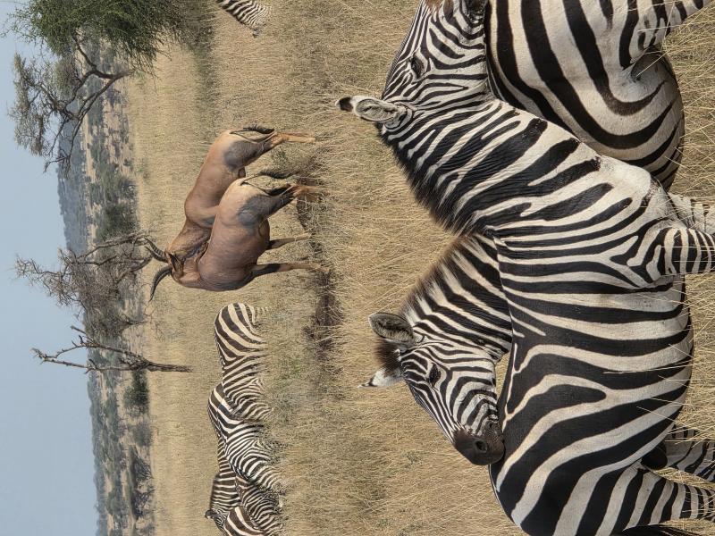 Avis de dumont sylviane - Voyage en Tanzanie