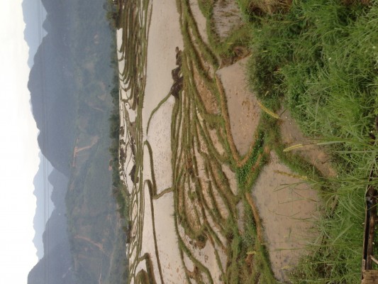 Rizières