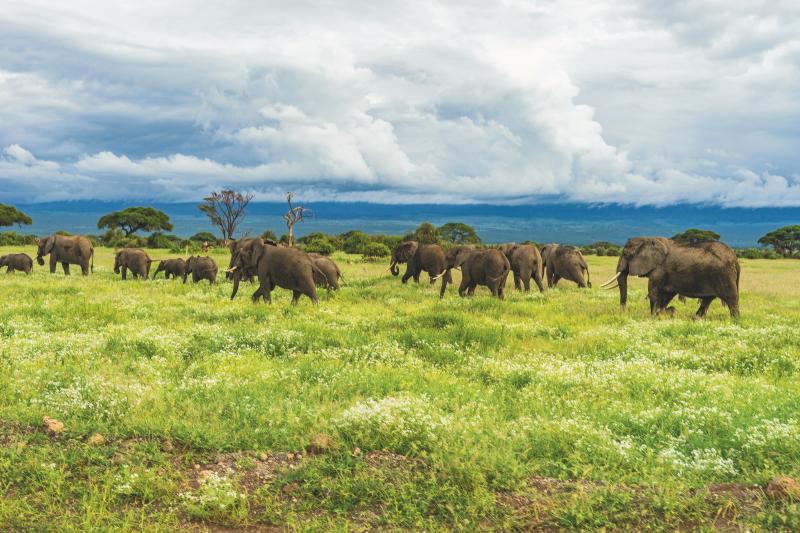 Jour 9 – Safari au Cratère du Ngorongoro