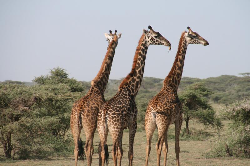 Jour 5 – Safari au Parc du Tarangire