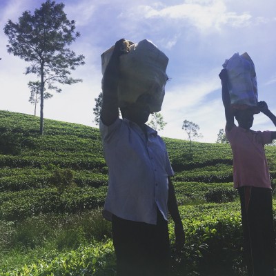 JOUR 8. Plantations de thé – projet de commerce équitable Eco Lanka