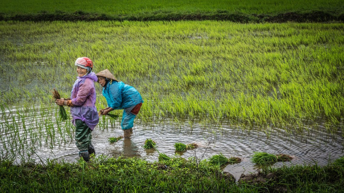 Ecotour au Vietnam : immersion à la campagne