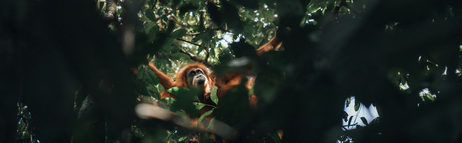 Voyage combiné Sumatra et Bali : 3 semaines en Indonésie chez l'habitant